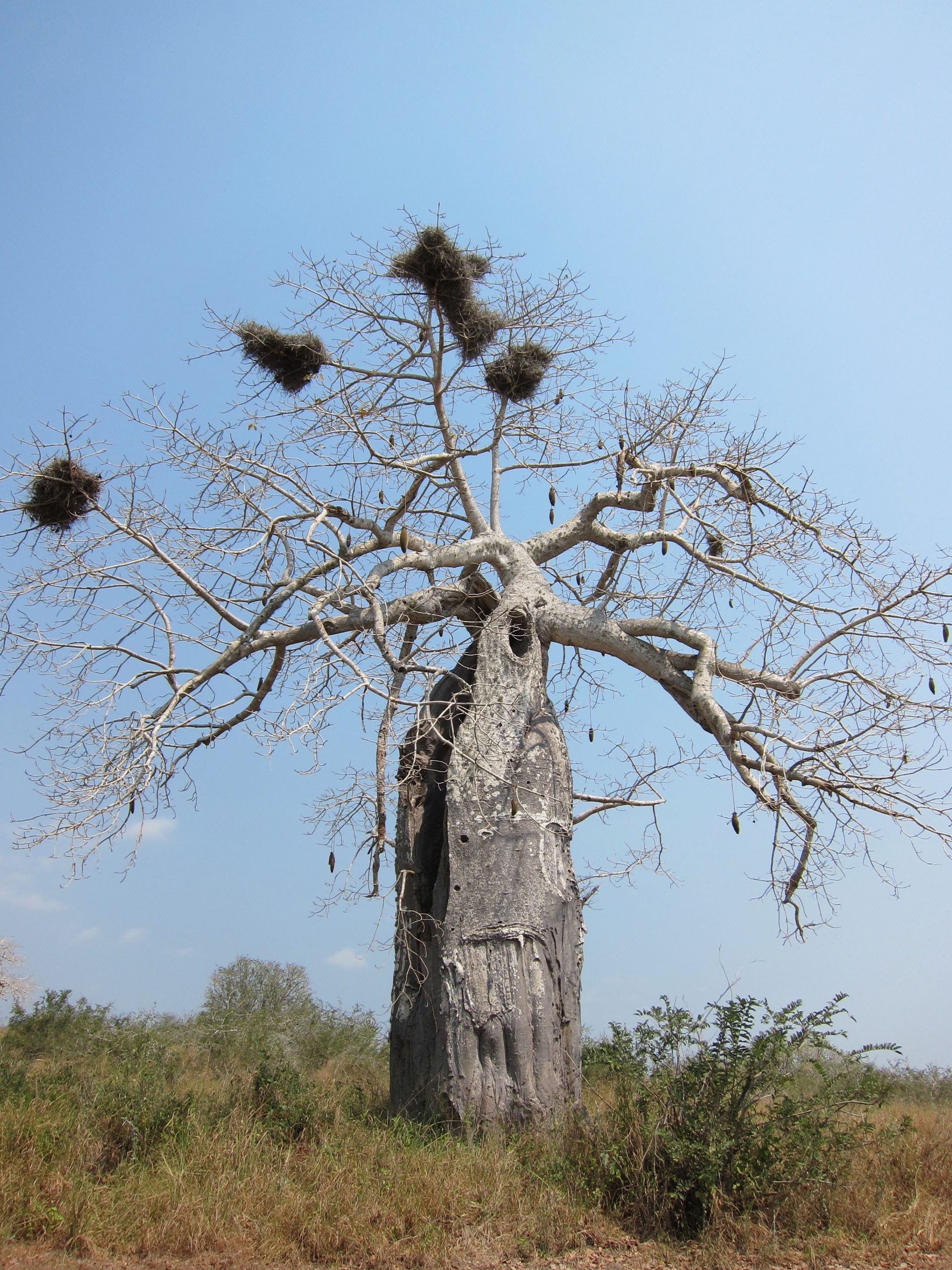 Giant Baobab-2